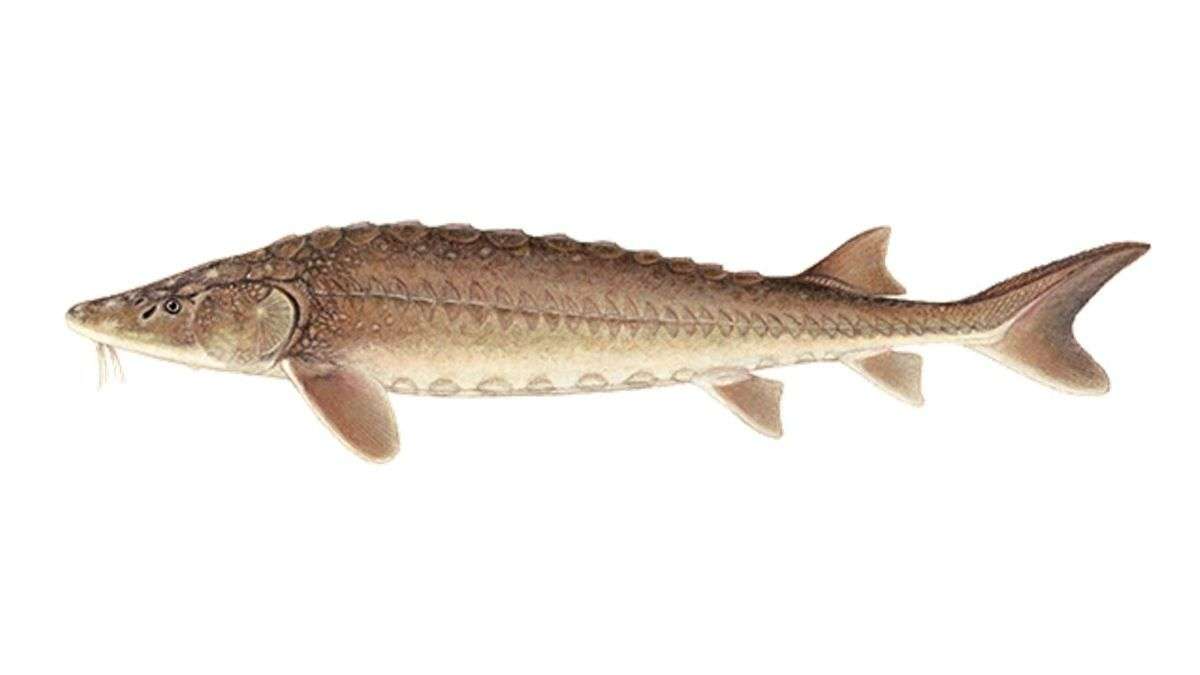 Lake Sturgeon