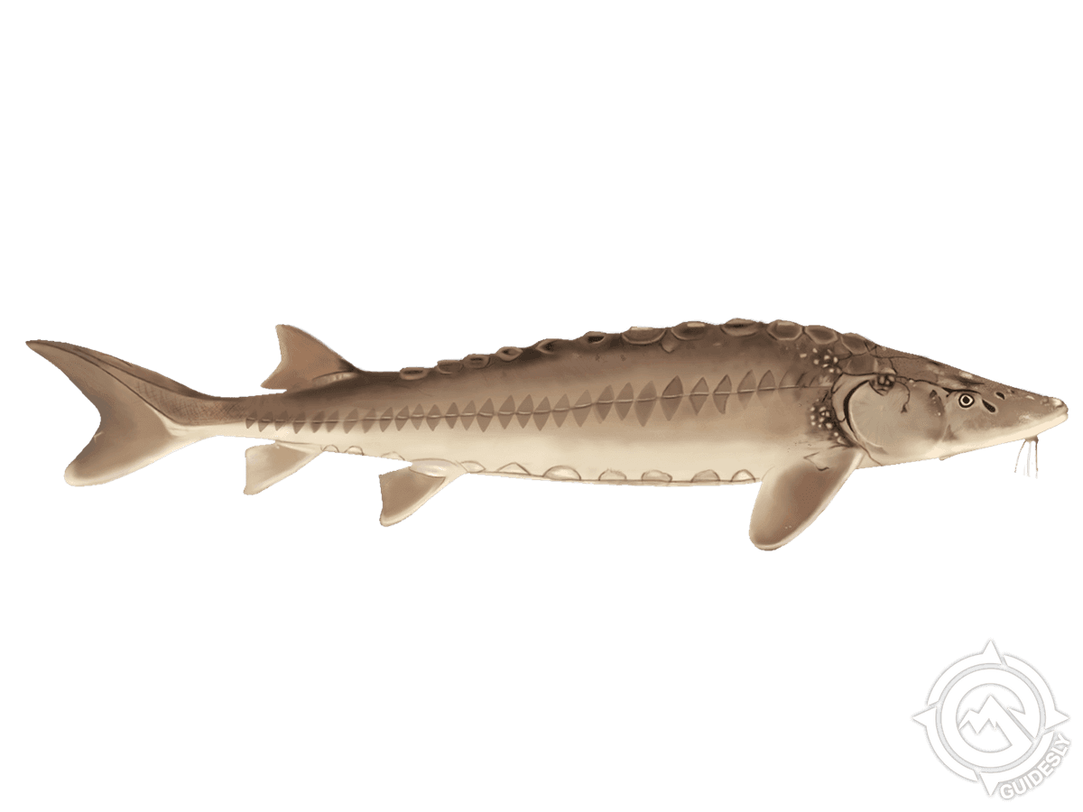 Lake Sturgeon